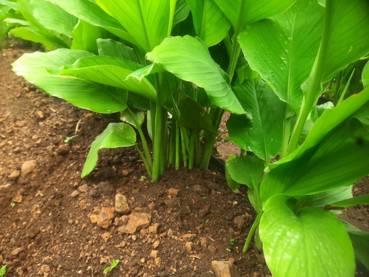 100% Natural Farming Products. Supporting local farmers