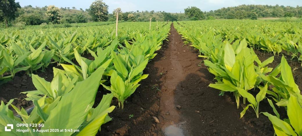 No Herbicide & Pesticide Used!