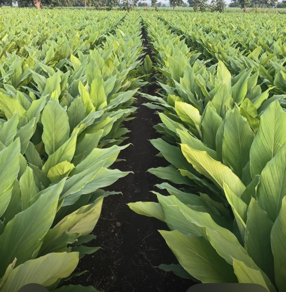 Cinnamon Sticks (Dalchini)